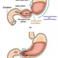 Gamagrafia de vaciamiento gastrico en fase solida. 920607 Idime (2024)