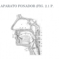 Examen aparato fonador. Dr. Maldonado